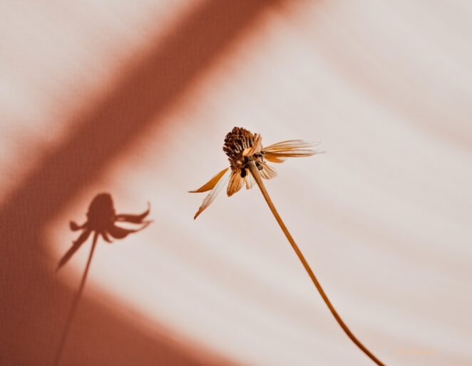 Midlife transformation for women Midlife coaching for women over 45 Midlife Mentoring for women over 50 Midlife reinvention Midlife purpose and meaning Self-leadership for midlife women Midlife awakening